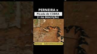 Serpente consegue picar acima de perneira picada de cobra [upl. by Ecydnak]