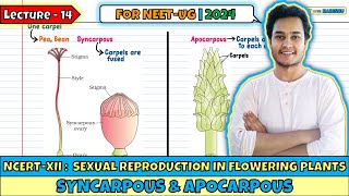 Lec 14 Syncarpous amp Apocarpous Sexual Reproduction in Flowering Plants Class 12 [upl. by Elyod761]