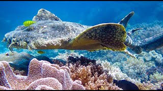 Tasselled Wobbegong Shark [upl. by Neroc707]