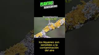 Sabes que son Plantas bioindicadoras agronomia [upl. by Hamrnand]