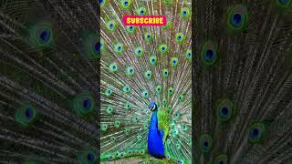 Peafowl Bird SoundsCall peacock birds amazingnest [upl. by Elden]