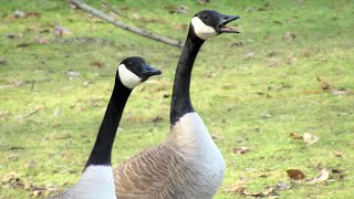 Canada Geese HONKING ANGRY Get into Fight with Flock [upl. by Nitreb]