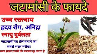 जटामांसी के क्या फायदे है  जटामांसी का प्रयोग कैसे करते हैbenefits of jatamansi todays Ayurveda [upl. by Aicac141]