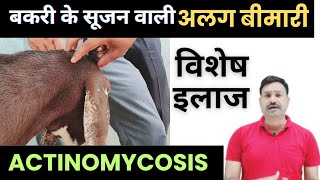 मुश्किल से ठीक होने वाली बकरी के कान में सूजन का इलाज Actinomycosis in Goats Treatment [upl. by Vasilek795]