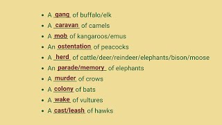 50 Collective Nouns of Animals  Fill in the Blanks with Collective Nouns [upl. by Reamy168]