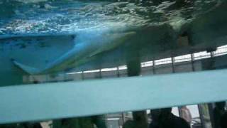 oceanarium rekiny Gdynia [upl. by Rudolf]