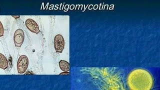 Mastigomycotina classification of fungi  botany [upl. by Debra414]