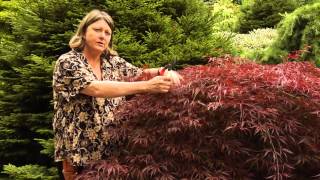 How to Prune Japanese Maples  Instructional Video w Plant Amnesty [upl. by Aisila997]