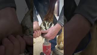 Oddly Satisfying Long Horse Hoof Trim [upl. by Ademla631]