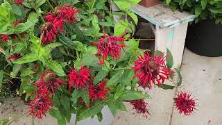 My Hummingbird garden the plants I grow [upl. by Button]