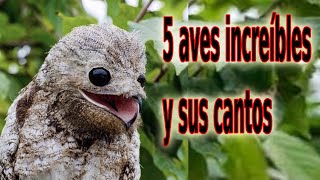 5 Aves Increíbles y sus Cantos [upl. by Aicekal]