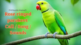 Rose ringed parakeet Song  Rose ringed parakeet Call  Rose ringed parakeet Sounds  Bird Songs [upl. by Emmey]