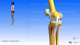 The sartorius and the muscles of the pes anserinus [upl. by Anastase]