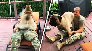 160Lb Bullmastiff Goes Nuts When Soldier Owner Returns Home [upl. by Nahte770]