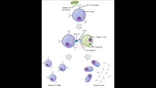 Antigen Type amp Memory  Thymus Independent amp Thymus Dependent [upl. by Cutter]