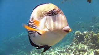 Schnorcheln in der Makadi Bay beim Makadi Palace Hurghada Ägypten [upl. by Einnil912]