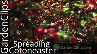 Spreading Cotoneaster  Cotoneaster divaricatus  How to grow Cotoneaster in the garden [upl. by Ros]