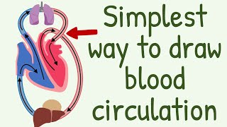 The Simplest way to show the blood circulation  Systemic Circulation amp Pulmonary Circulation [upl. by Ardnaskela]