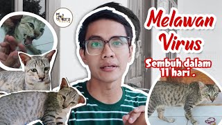 KUCING RESCUE TERSERANG VIRUS RAWAT HINGGA PULIH TOTAL [upl. by Shakespeare176]