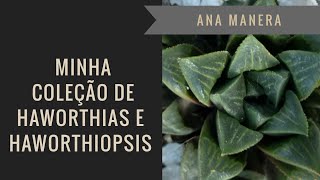 IDENTIFICAÇÃO DE MINHAS HAWORTHIAS E HAWORTHIOPSIS [upl. by Yecrad]