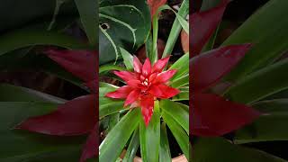 BromeliadFlowering plant floraof DhawadKarnataka [upl. by Rehtaeh]