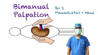 Bimanual Palpation [upl. by Rigdon]