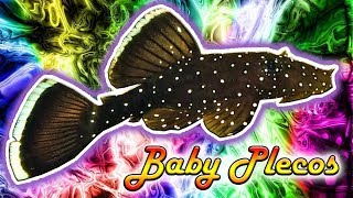 Baby Plecos  Super Red Long Fin Peppermint L181 Long Fin Green Dragons Bristlenose [upl. by Irv]