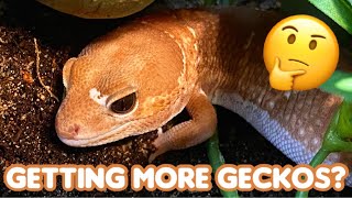 Will I Get More Geckos [upl. by Aisiat]