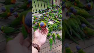 Lorikeet Mayhem 🤪🦜🦜🦜🦜🦜🦜🦜 [upl. by Eydnarb]