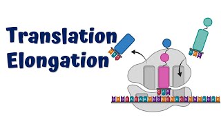 How Proteins elongate  Translation Elongation  Prokaryotic and Eukaryotic [upl. by Love301]