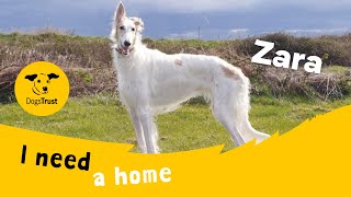 Zara the brilliant Borzoi  Dogs Trust Shoreham [upl. by Ssac]