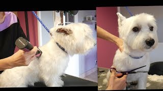 PetGroooming  Grooming Westie Mix 75 [upl. by Mychael]