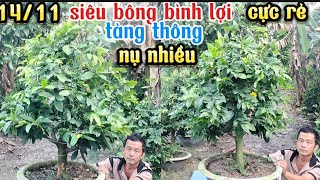 1411 giá cực rẻ siêu bông bình lợi tàng thông già mùa nụ kẹo☎0939099607 thúy Hằng [upl. by Altman935]