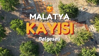 Malatya Kayısı Aşamaları  Vlog  Toplama  Serme  Pıtlatma [upl. by Ricoriki]