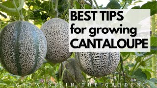 BEST TIPS for growing CANTALOUPE Grow SWEET FLAVORFUL cantaloupe with these tips [upl. by Aicilet684]