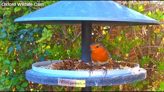 Live 🕊️ Space Ship  Bird Cam  Birds Up Close [upl. by Eliathas]