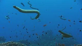 The adaptations of sea snakes  The Wonder of Animals Episode 11 Preview  BBC Four [upl. by Dolf]