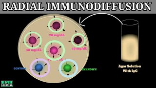 Radial Immuno Diffusion  Mansini Immuno Diffusion  Single Immuno Diffusion Assay [upl. by Almeta691]