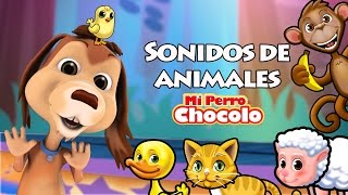 MI PERRO CHOCOLO APRENDE  SONIDOS DE ANIMALES [upl. by Scot]