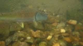 Bluehead Chub Spawning Behavior [upl. by Hadias981]