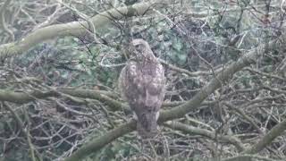 Buzzard at Haden Hill House and Park Cradley Heath [upl. by Gayel]