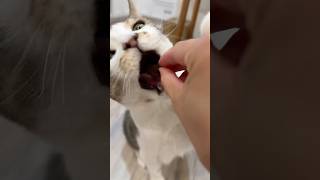 PART 3 ABS Always Be Snacking catmom catmomlife catsbeingcats talkingcat catmeow meowing [upl. by Goodyear]