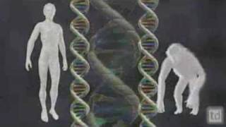 Ken Miller Human Chromosome 2 Genome [upl. by Eilraep]