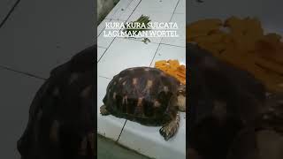 Kura kura sulcata lagi makan wortel sulcata pet tortoise kuradarat tortoise [upl. by Ally]