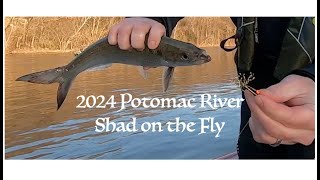 Potomac River Shad Report 2024 [upl. by Nagol]