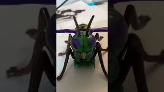 Waspinator TERRORIZE [upl. by Colas45]