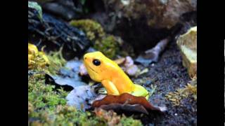 Phyllobates terribilis cantando calling [upl. by Mehsah]