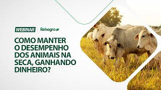 Como MANTER O DESEMPENHO dos animais na SECA  Webinar Corte [upl. by Haslett]