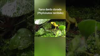 Rana dardo dorada Phyllobates terribilis Uno de los anfibios más tóxicos del planeta [upl. by Marks]