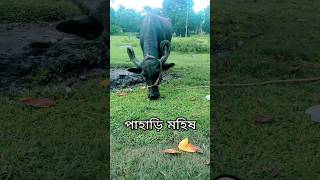 পাহাড়ি মহিষের শিং বড় বড় 🚀🚀 shorts wow animals nice shortsfeed youtubeshorts [upl. by Aennaej]